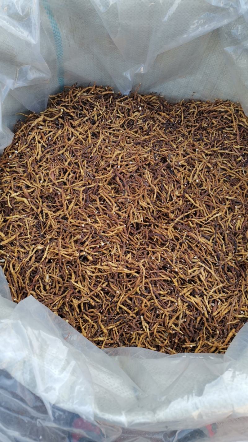 小黄根