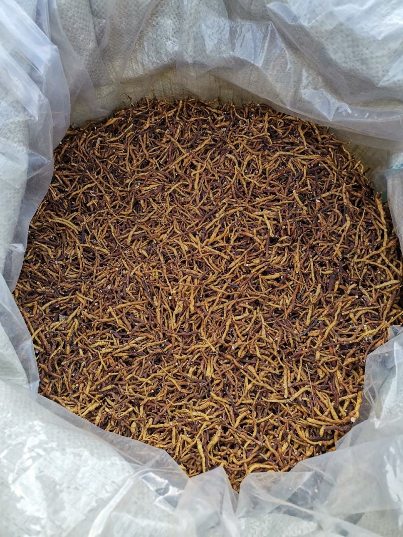 小黄根