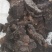 粗毛孔菌粗毛灵芝桑黄