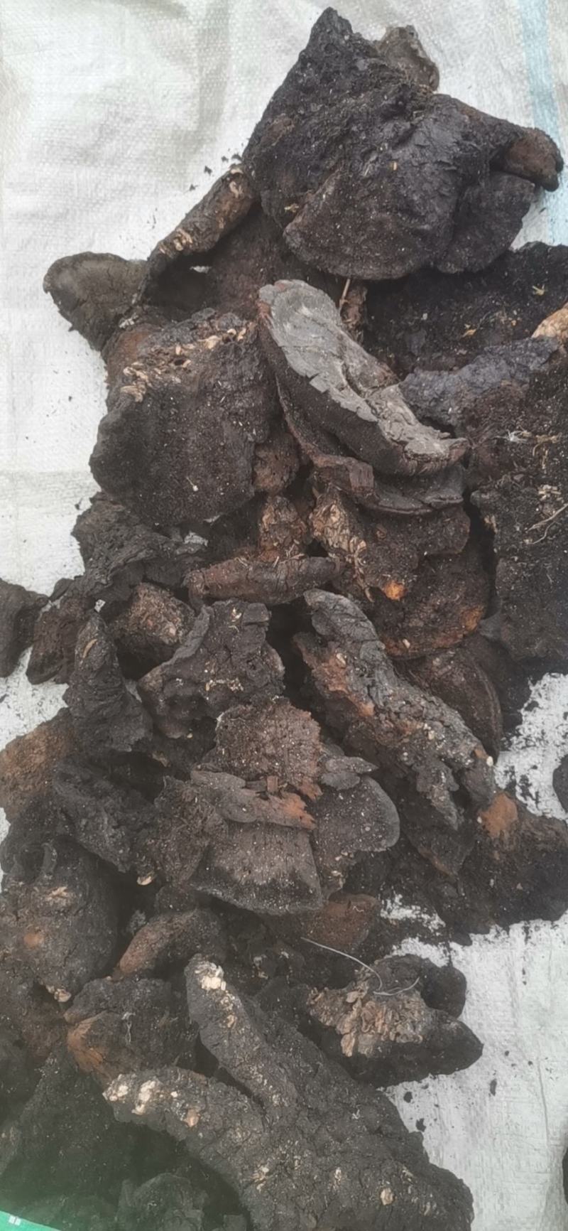 粗毛孔菌粗毛灵芝桑黄