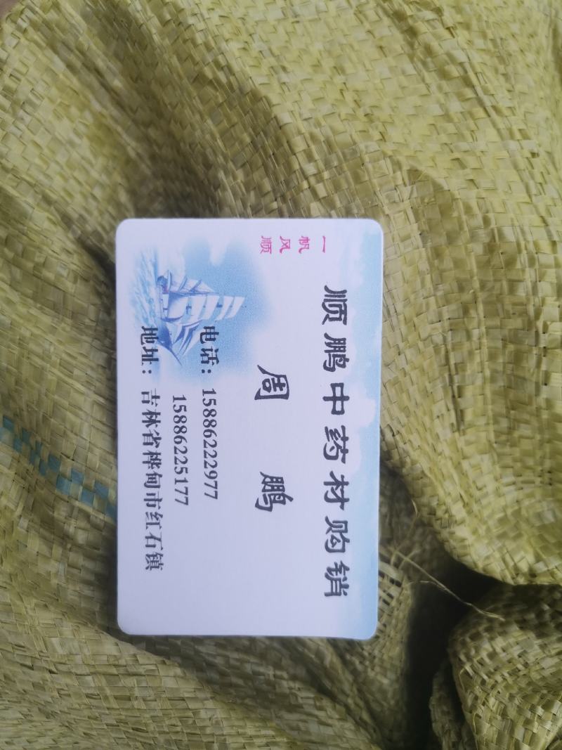 杨树黄野生杨树桑黄长白山野生桑黄有大货量大价优