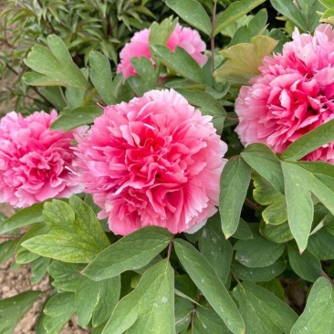 正宗菏泽牡丹花苗，牡丹花～盆栽室内室外观花植物:秋季发货