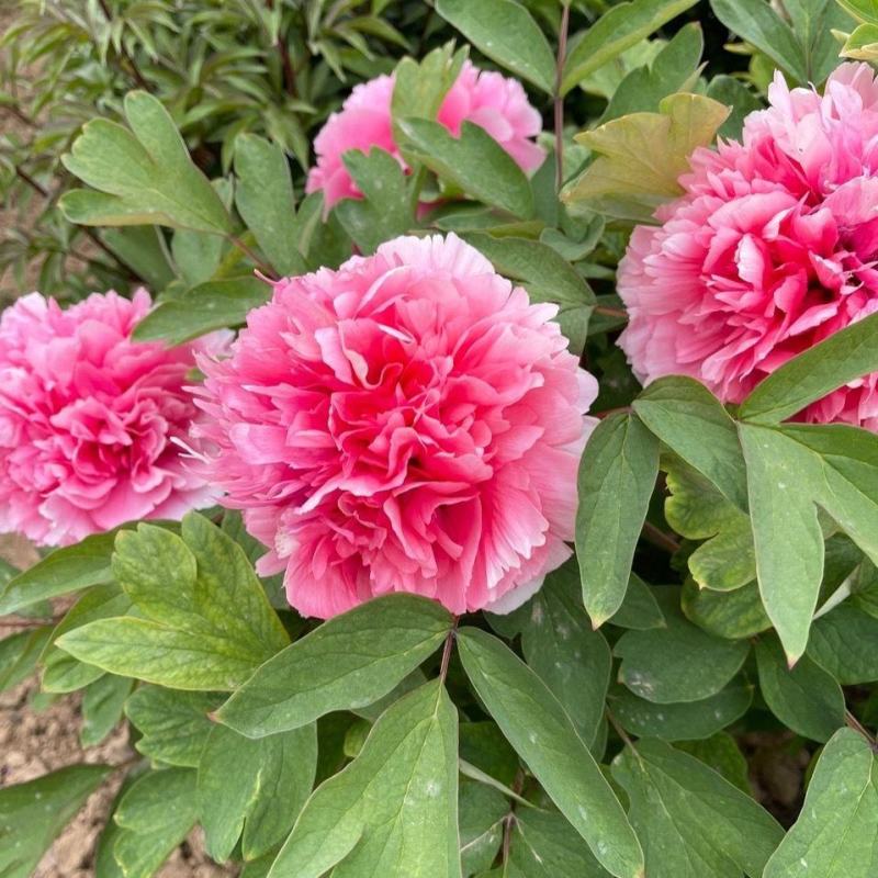 正宗菏泽牡丹花苗，牡丹花～盆栽室内室外观花植物:秋季发货