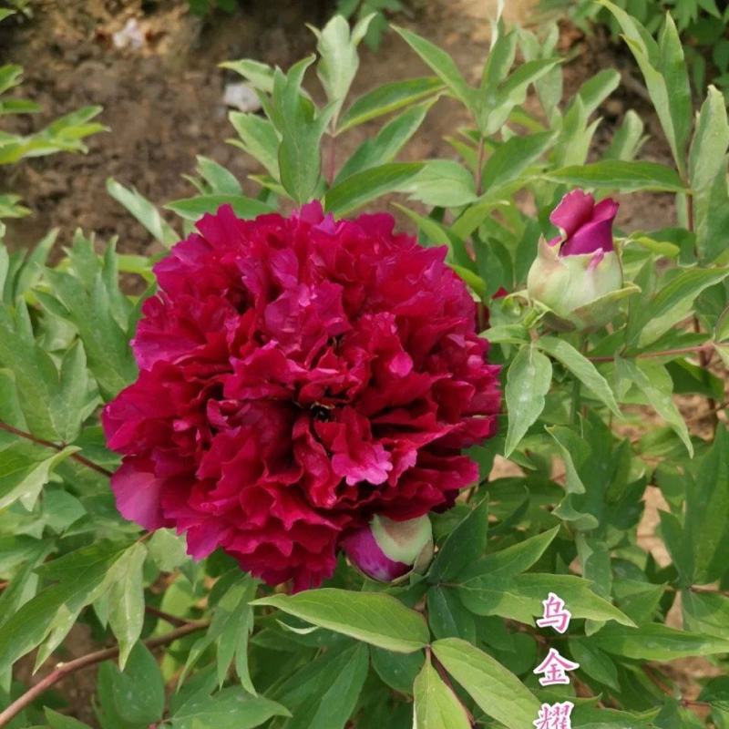 正宗菏泽牡丹花苗，牡丹花～盆栽室内室外观花植物:秋季发货
