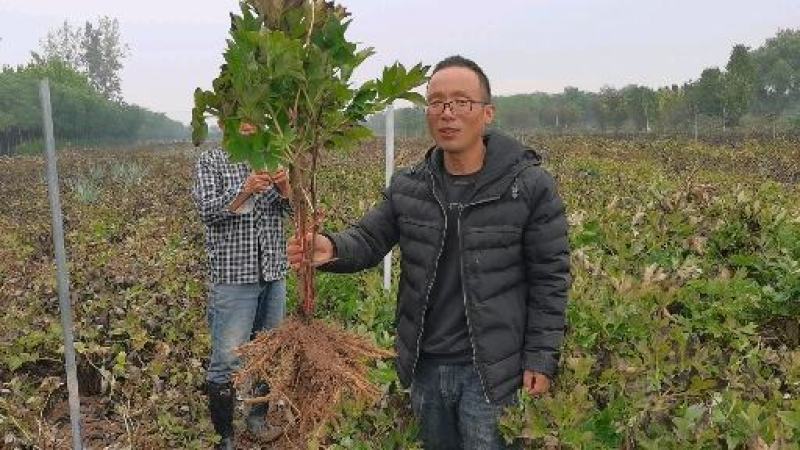 正宗菏泽牡丹花苗，牡丹花～盆栽室内室外观花植物:秋季发货