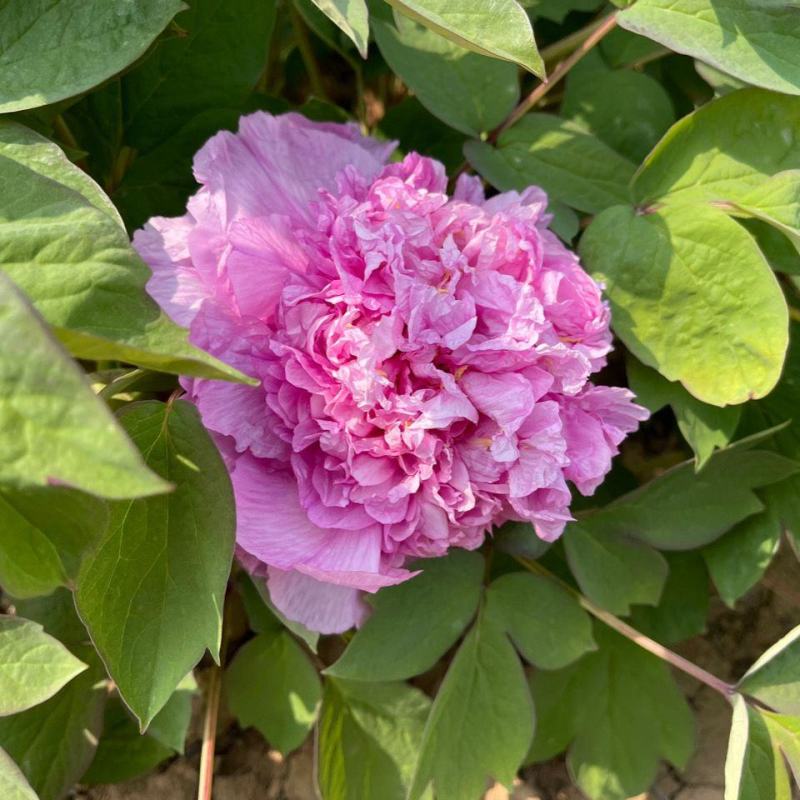 正宗菏泽牡丹花苗，牡丹花～盆栽室内室外观花植物:秋季发货