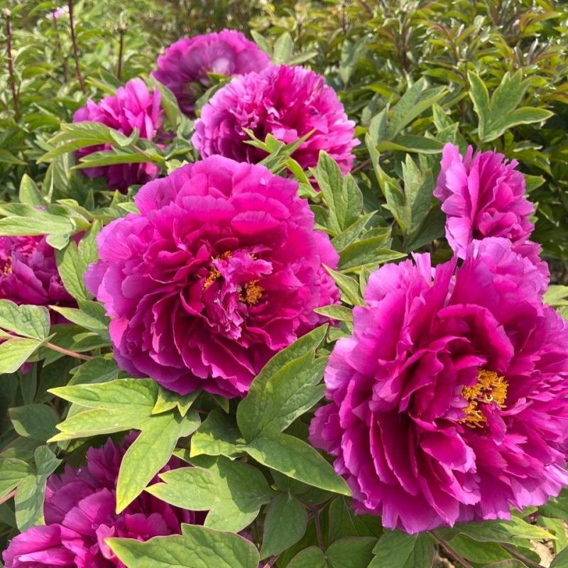 正宗菏泽牡丹花苗，牡丹花～盆栽室内室外观花植物:秋季发货