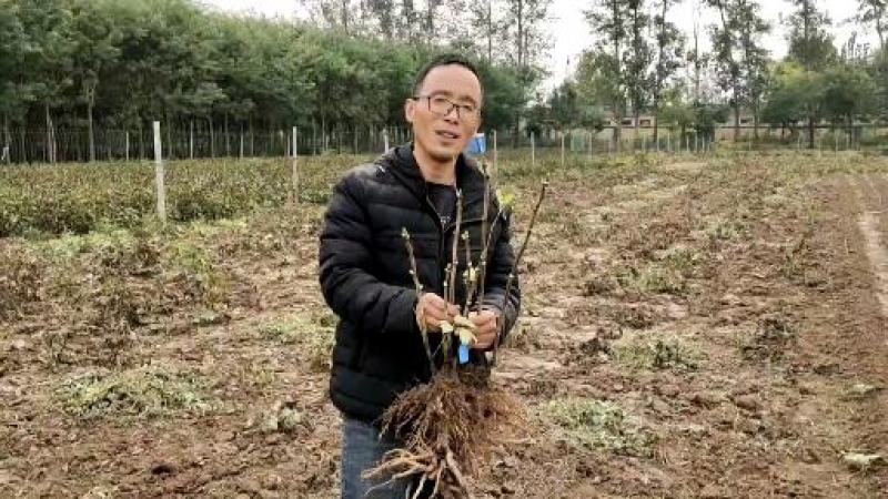 正宗菏泽牡丹花苗，牡丹花～盆栽室内室外观花植物:秋季发货