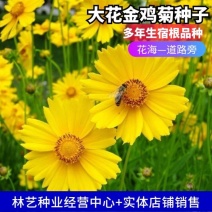 大花金鸡菊种子四季开花易种籽子景观花种子量大优惠