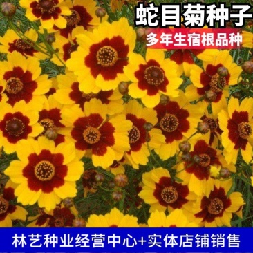 多年生蛇目菊种子昆仑雪菊双色金鸡菊种子耐寒花卉阳台盆栽