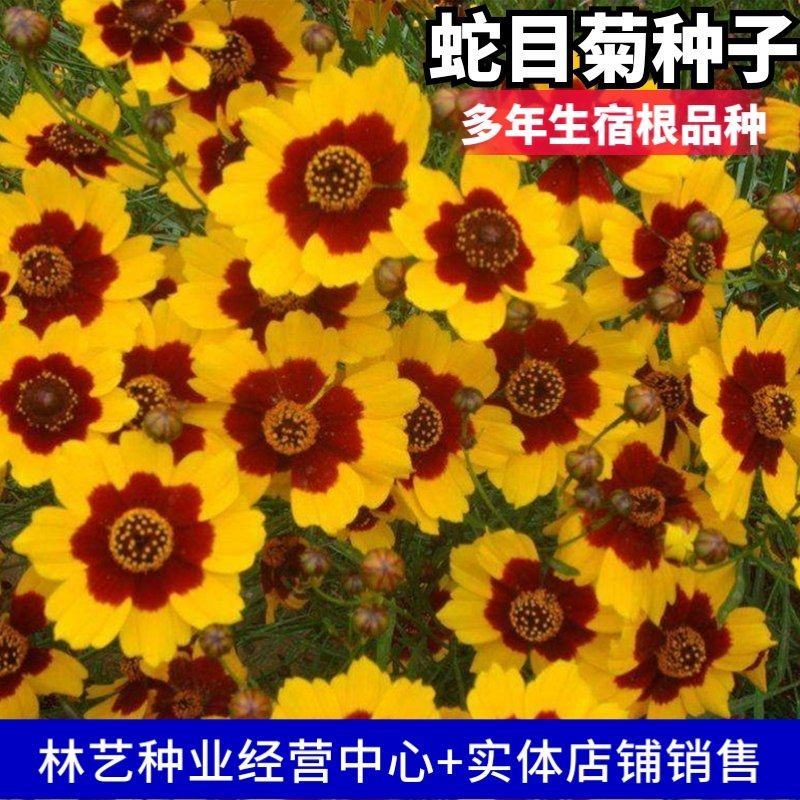 多年生蛇目菊种子昆仑雪菊双色金鸡菊种子耐寒花卉阳台盆栽