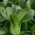 农场直供油菜上海青安全基质种植矮脚苏州青黑小胖