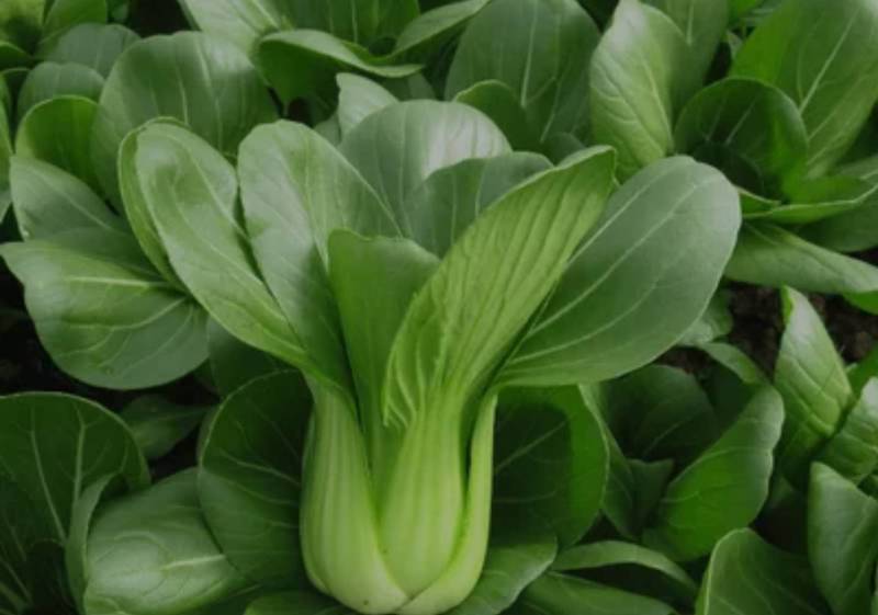 农场直供油菜上海青安全基质种植矮脚苏州青黑小胖