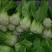 农场直供油菜上海青安全基质种植矮脚苏州青黑小胖