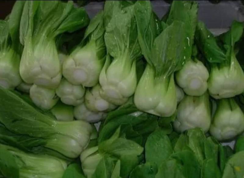 农场直供油菜上海青安全基质种植矮脚苏州青黑小胖