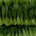 农场直供油菜上海青安全基质种植矮脚苏州青黑小胖