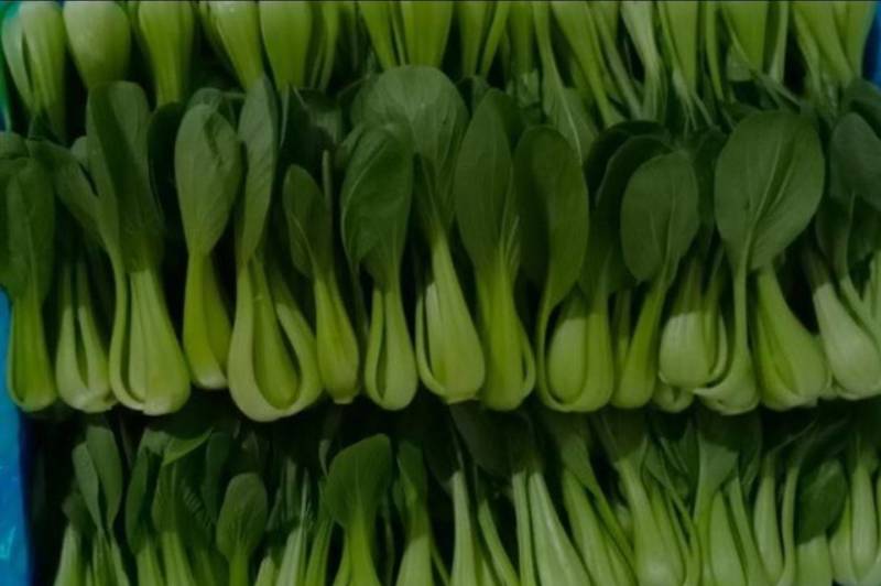 农场直供油菜上海青安全基质种植矮脚苏州青黑小胖