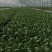农场直供油菜上海青安全基质种植矮脚苏州青黑小胖