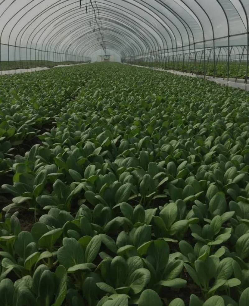 农场直供油菜上海青安全基质种植矮脚苏州青黑小胖