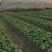 农场直供油菜上海青安全基质种植矮脚苏州青黑小胖