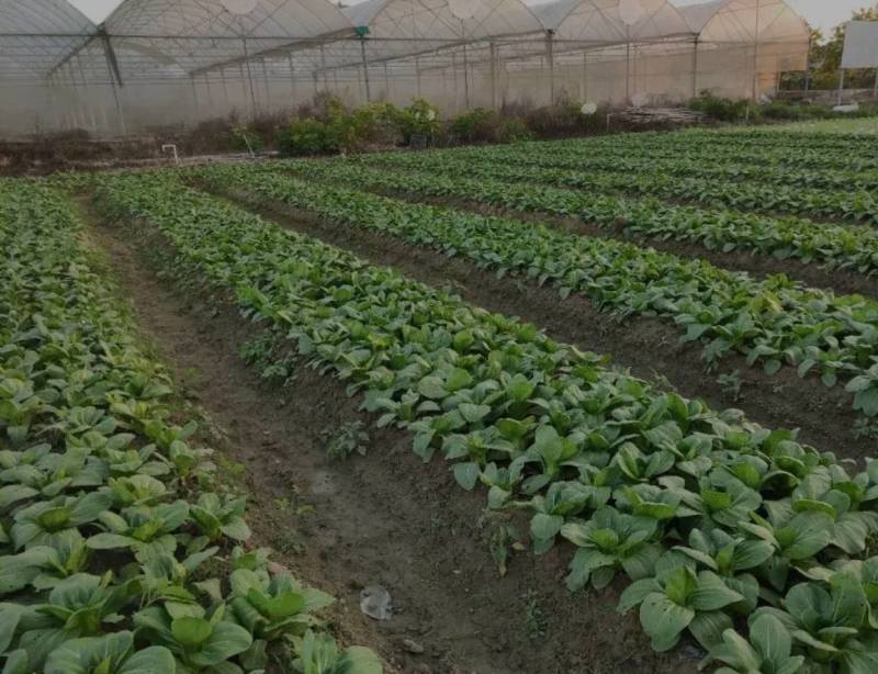 农场直供油菜上海青安全基质种植矮脚苏州青黑小胖