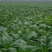 农场直供油菜上海青安全基质种植矮脚苏州青黑小胖
