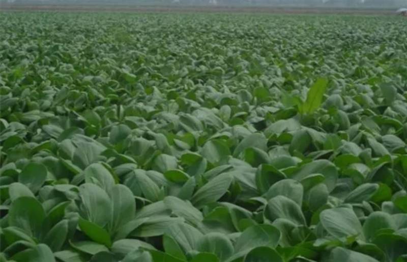 农场直供油菜上海青安全基质种植矮脚苏州青黑小胖
