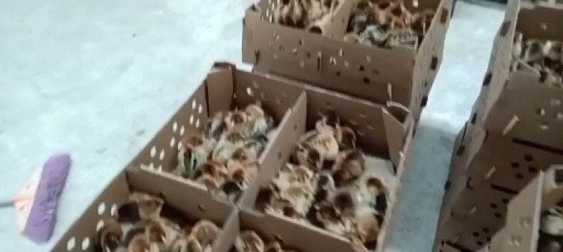 青脚麻鸡苗，出壳，脱温苗都有，可视频看货，欢迎咨询
