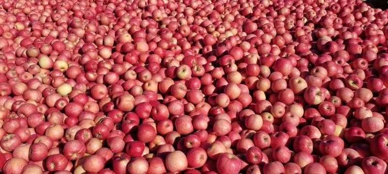 下架辽宁沙地寒富红苹果一手货源质量保证价格便宜