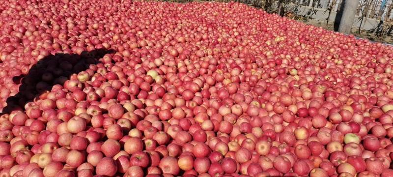 下架辽宁沙地寒富红苹果一手货源质量保证价格便宜