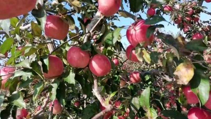 下架辽宁沙地寒富红苹果一手货源质量保证价格便宜