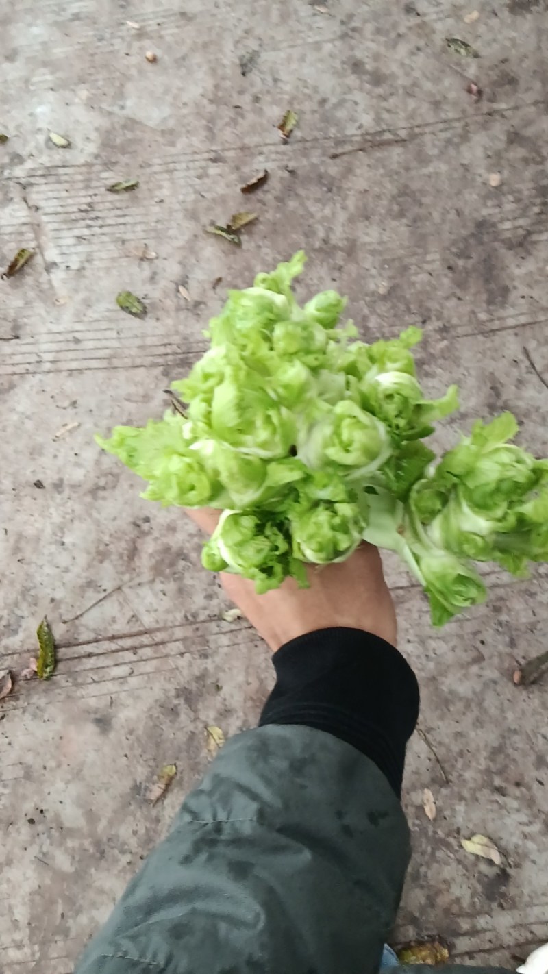 儿菜，本地早熟儿菜