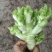 儿菜，本地早熟儿菜