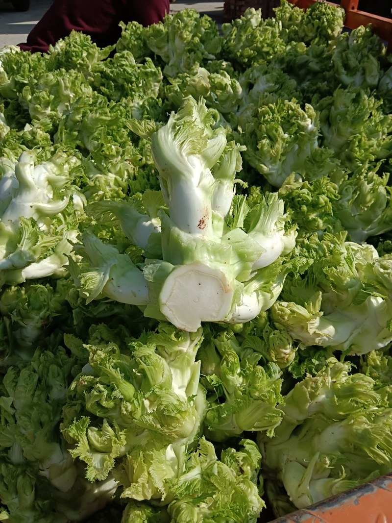 儿菜，本地早熟儿菜