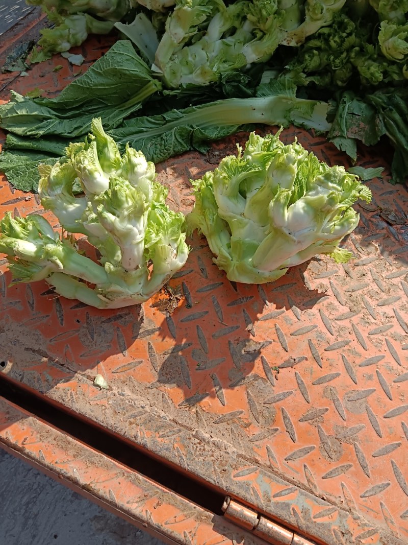 儿菜，本地早熟儿菜