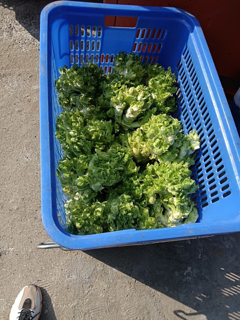 儿菜，本地早熟儿菜