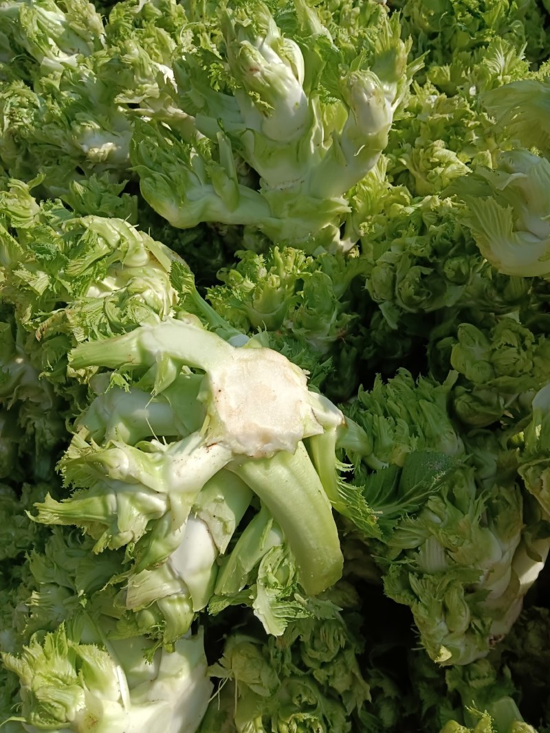 儿菜，本地早熟儿菜