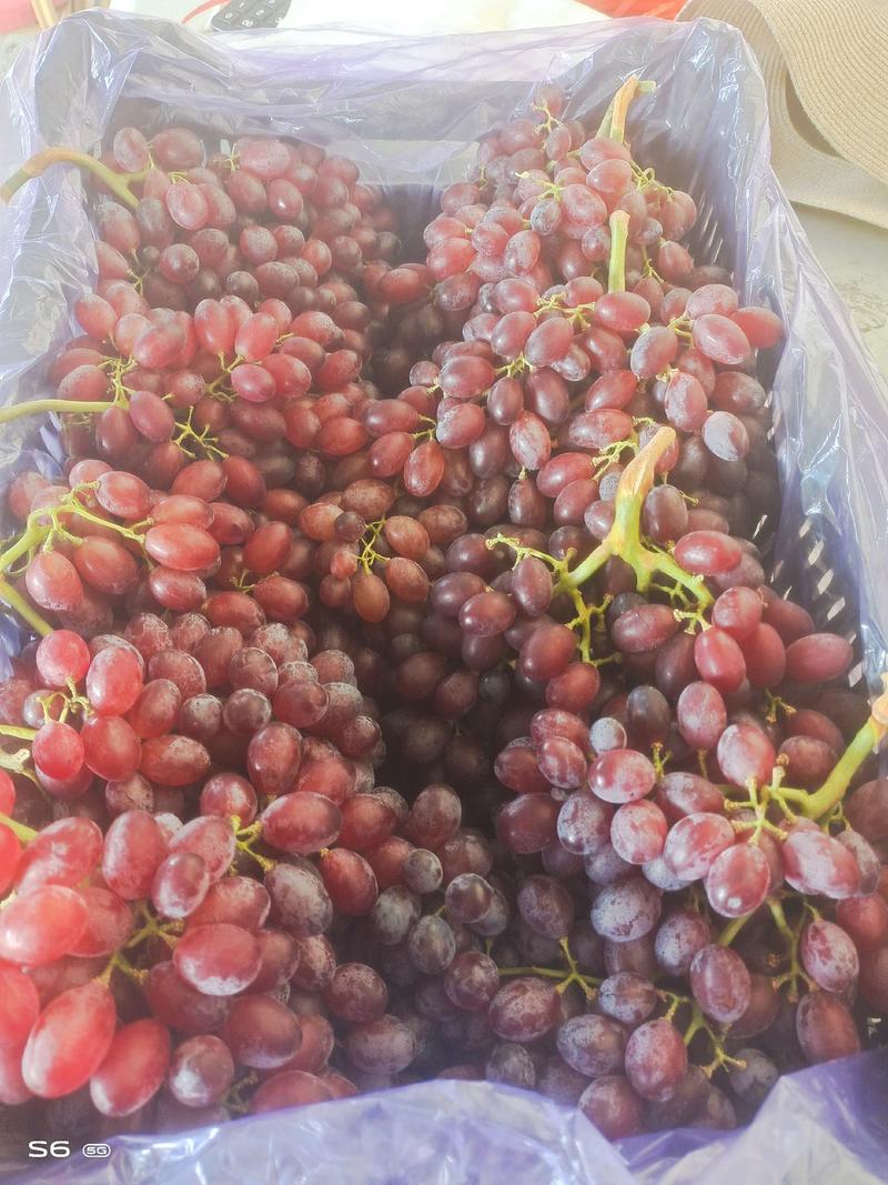龙口红宝石葡萄成熟了！脆甜多汁硬度好，表光靓丽果粉厚。