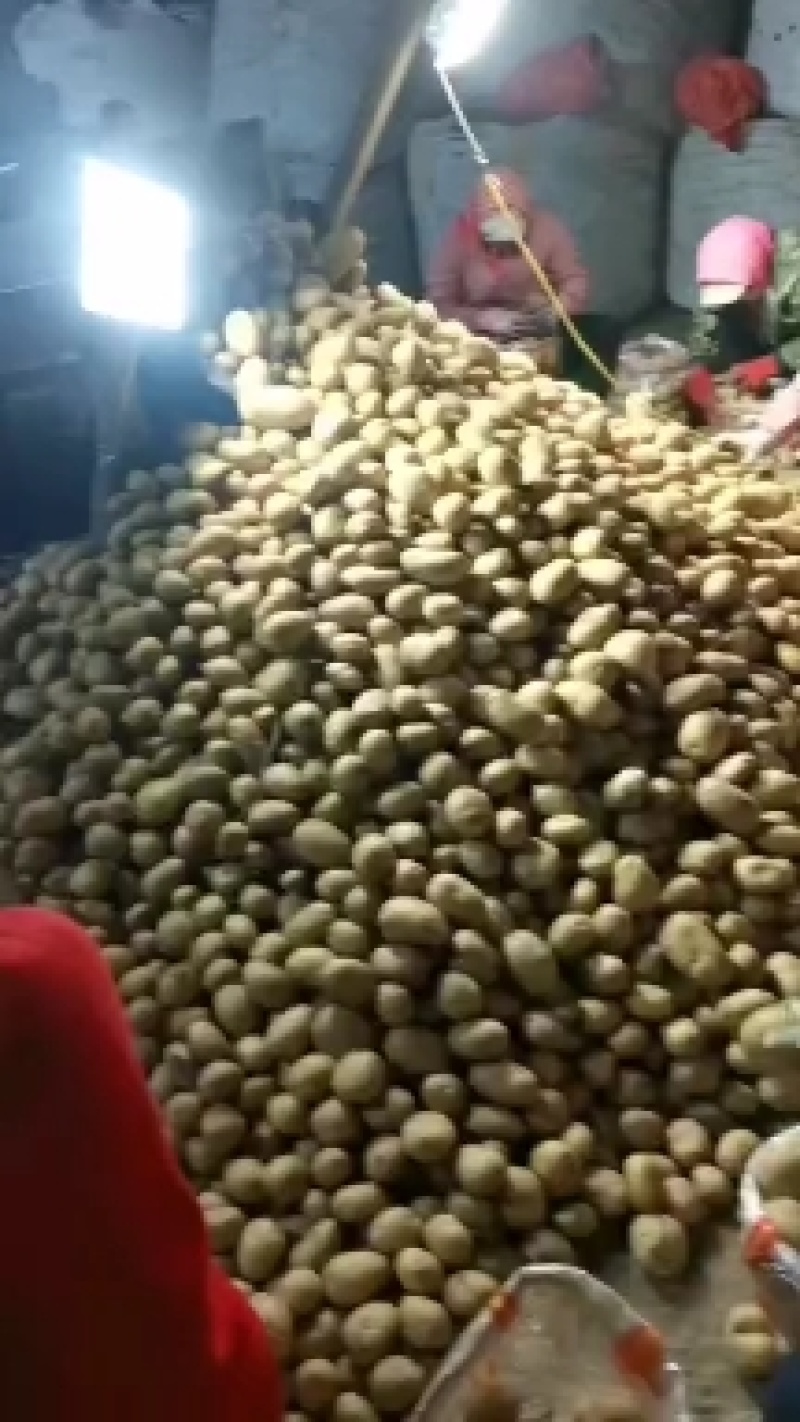 土豆种子批发价格，品种多，从北京总部基地发货，需要的钩通
