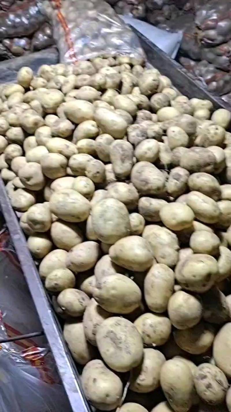 土豆种子批发价格，品种多，从北京总部基地发货，需要的钩通
