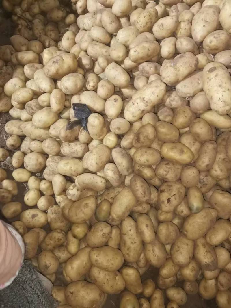 土豆种子批发价格，品种多，从北京总部基地发货，需要的钩通