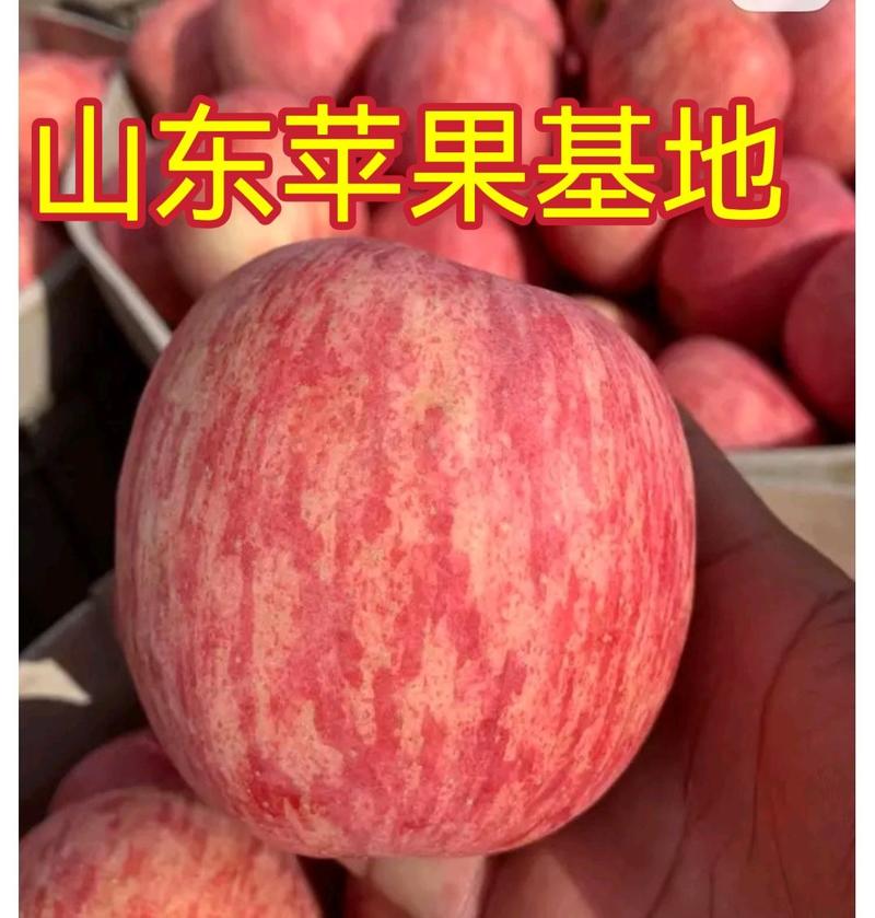 大量供应山东红富士苹果口感脆甜产地直发