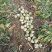【芥菜推荐】大家好，我是辽宁凌海市蔬菜代办，10初开始陆