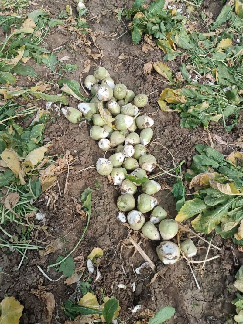 【芥菜推荐】大家好，我是辽宁凌海市蔬菜代办，10初开始陆