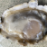 乳山生蚝，豆豆