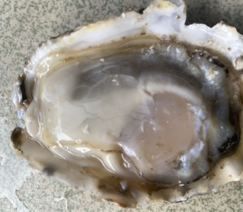 乳山生蚝，豆豆