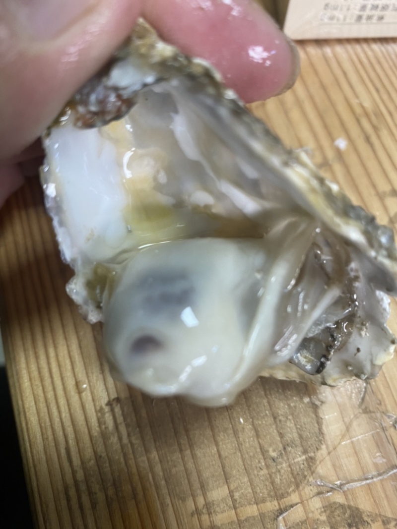 乳山生蚝，豆豆