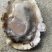 乳山生蚝，豆豆