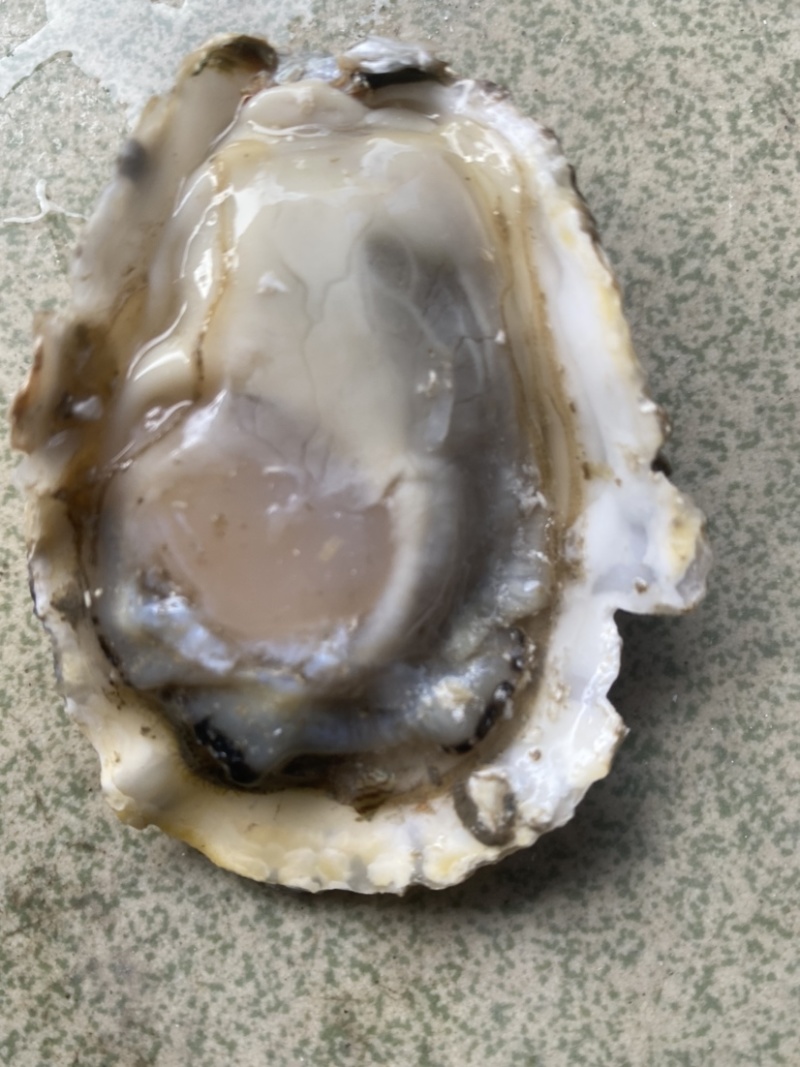 乳山生蚝，豆豆
