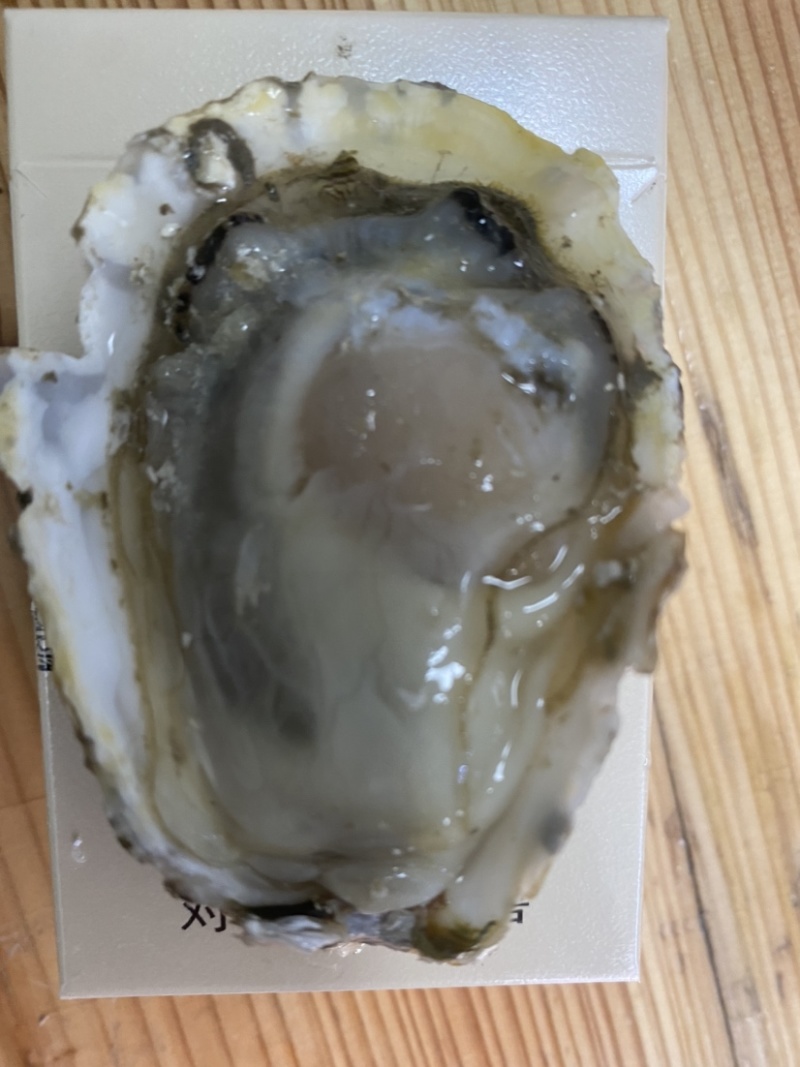 乳山生蚝，豆豆